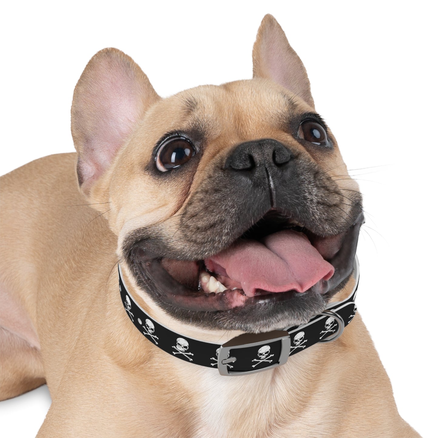 Skull & Crossbones Dog Collar