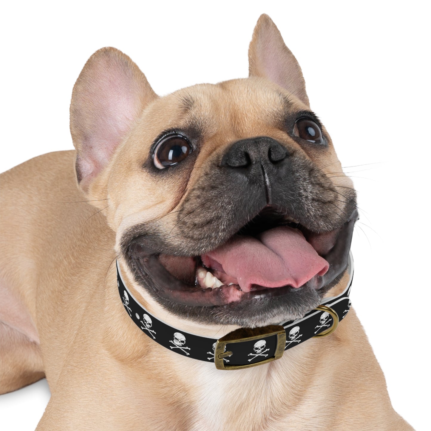 Skull & Crossbones Dog Collar